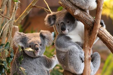 DUO : CHATEAUX ET ZOO&nbsp;()  - DUO : CHATEAUX ET ZOO