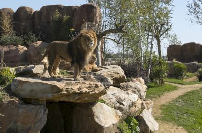QUAND LES ANIMAUX ET LES ROIS VOUS DONNENT RENDEZ-VOUS&nbsp;()  - QUAND LES ANIMAUX ET LES ROIS VOUS DONNENT RENDEZ-VOUS